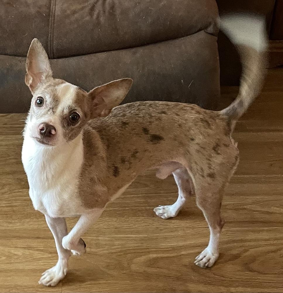 Enlarge Bean, a Adopted mixed breed in Minneapolis, KS image 4/4