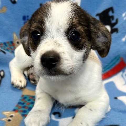 Enlarge Hank, a ADOPTABLE mixed breed in Bartonsville, PA image 2/4