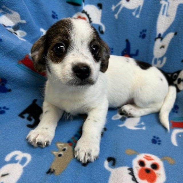 Enlarge Hank, a ADOPTABLE mixed breed in Bartonsville, PA image 3/4