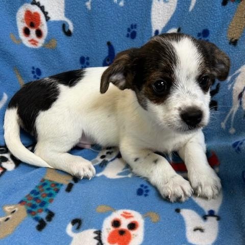 Enlarge Hank, a ADOPTABLE mixed breed in Bartonsville, PA image 4/4