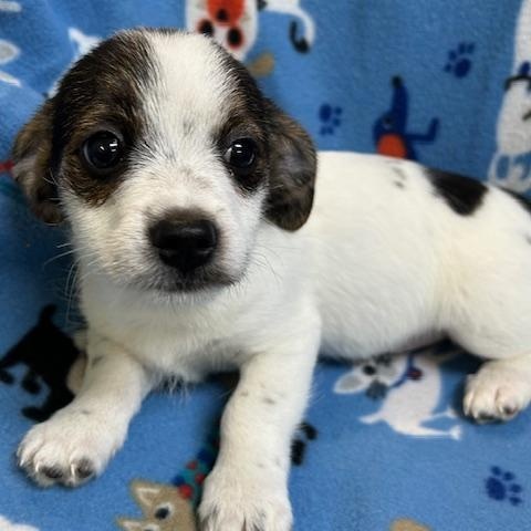 Hank, ADOPTABLE, Puppy Male Shih Tzu & Chihuahua.
