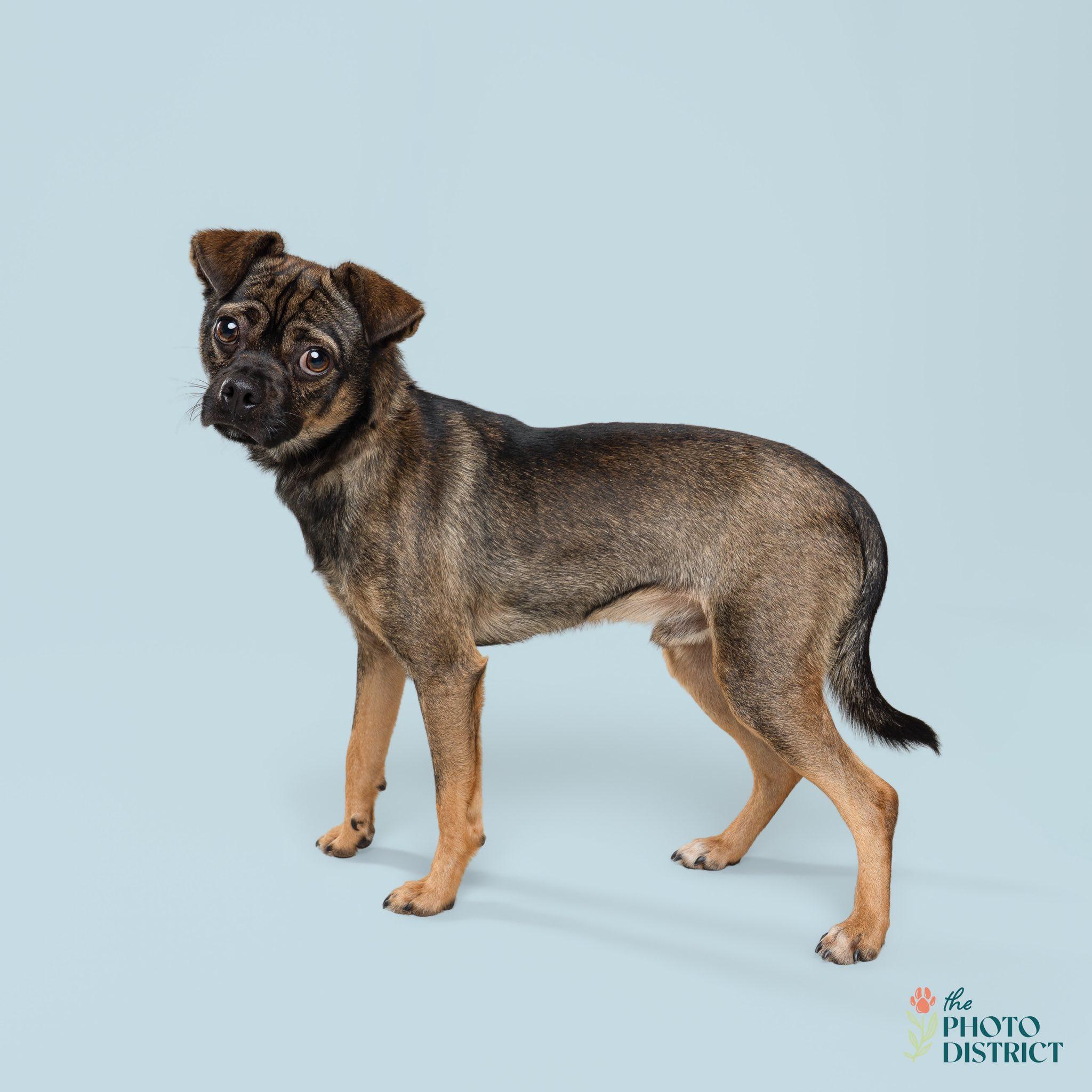 Enlarge Ralph, a ADOPTABLE mixed breed in Wilmington, NC image 2/3