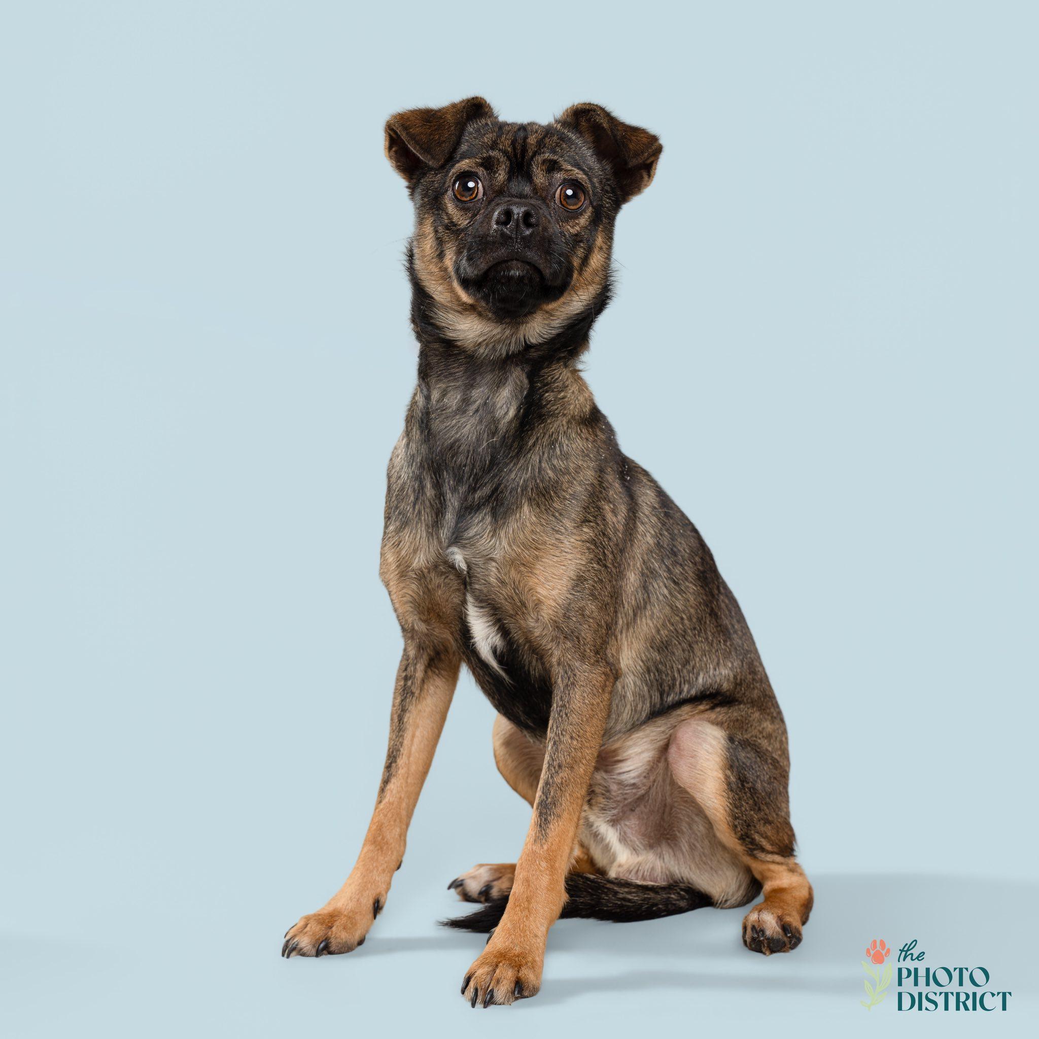 Enlarge Ralph, a ADOPTABLE mixed breed in Wilmington, NC image 3/3