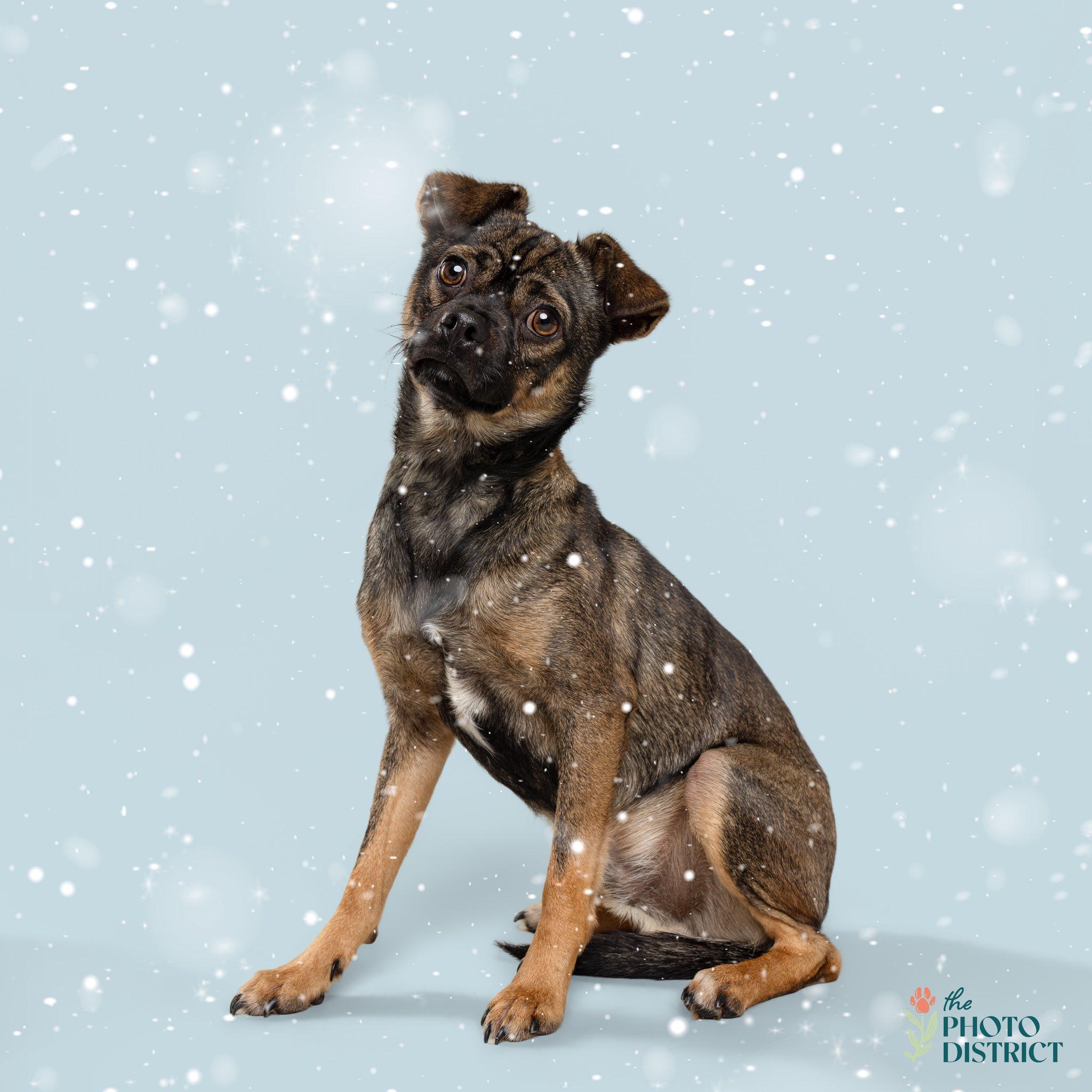 Enlarge Ralph, a ADOPTABLE mixed breed in Wilmington, NC image 1/3