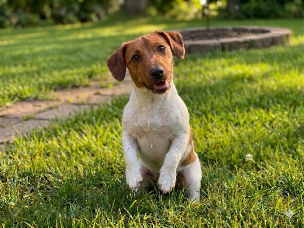 Rocky, Adoptable, Puppy Male Jack Russell Terrier.
