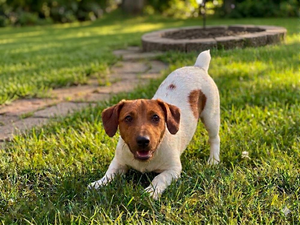 Rocky, a Adoptable Jack Russell Terrier in Crown Point, IN image 2/3