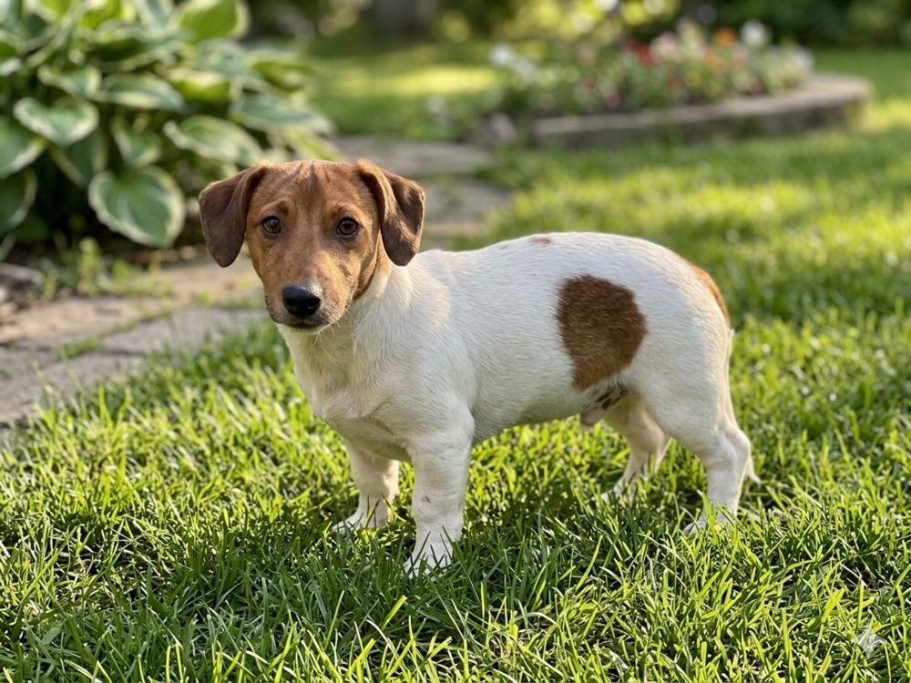 Rocky, a Adoptable Jack Russell Terrier in Crown Point, IN image 3/3