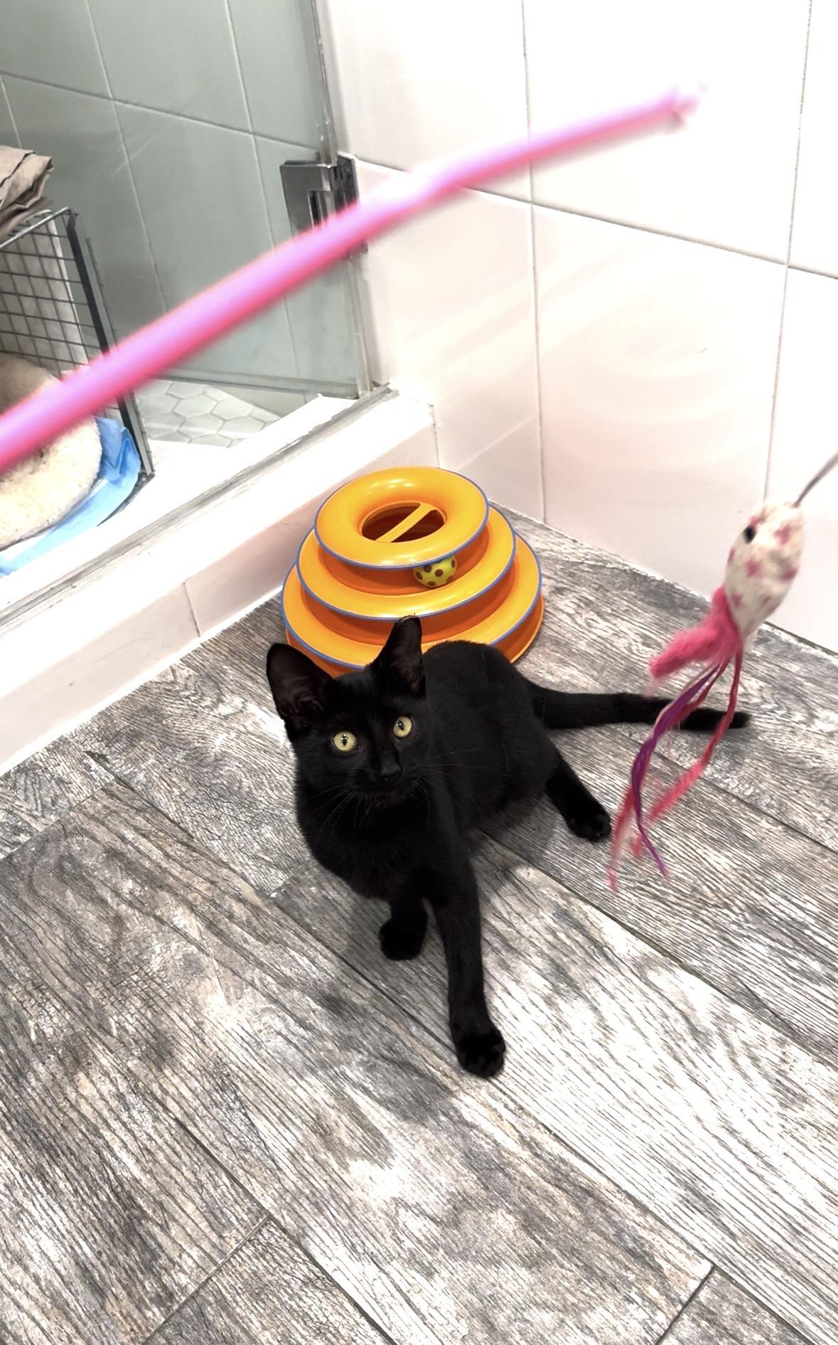 Enlarge Ziggy, a ADOPTABLE Domestic Short Hair in South Ozone Park, NY image 6/6