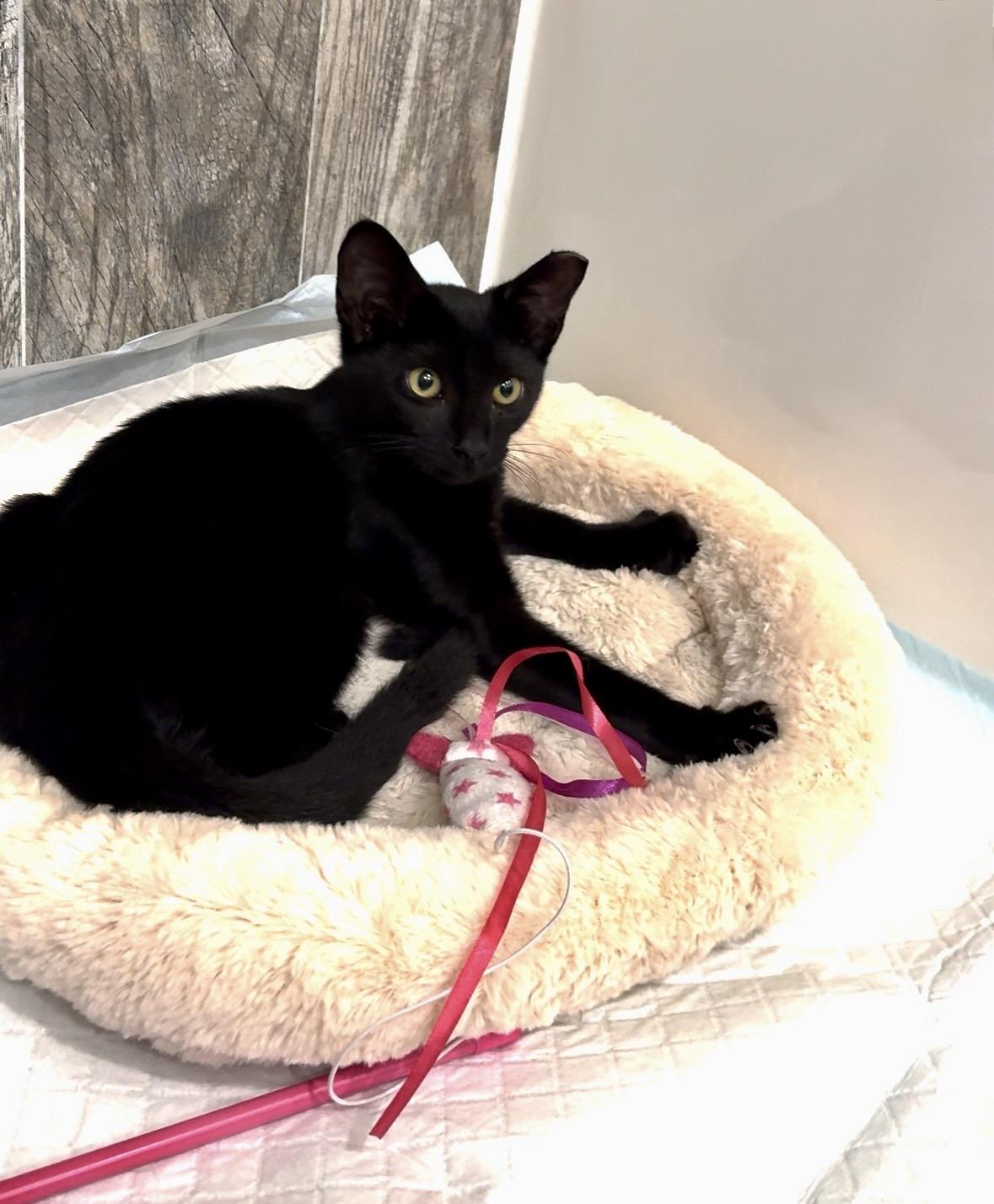 Enlarge Ziggy, a ADOPTABLE Domestic Short Hair in South Ozone Park, NY image 4/6