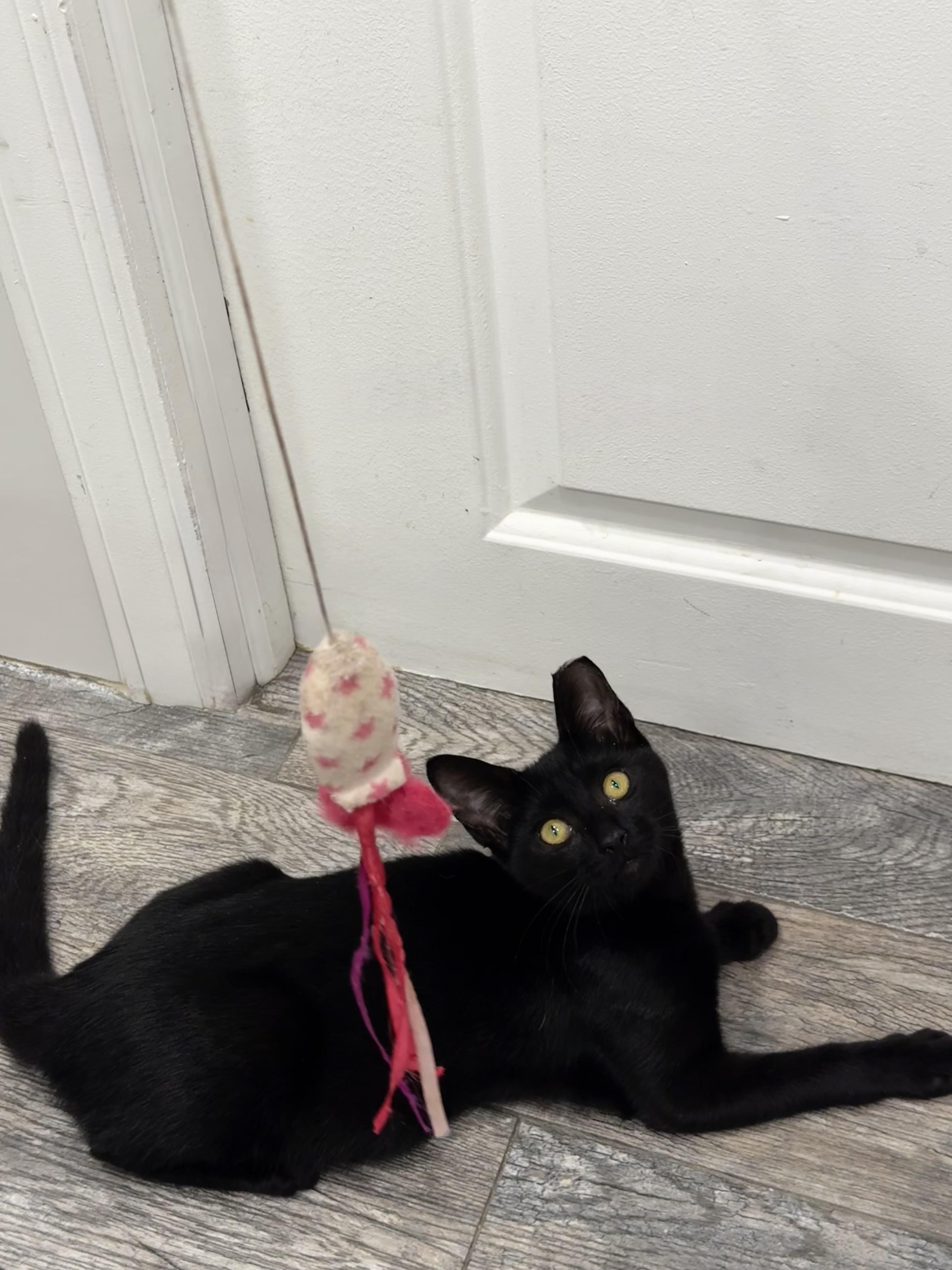Enlarge Ziggy, a ADOPTABLE Domestic Short Hair in South Ozone Park, NY image 3/6