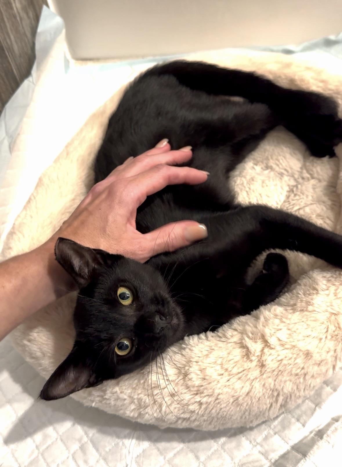 Enlarge Ziggy, a ADOPTABLE Domestic Short Hair in South Ozone Park, NY image 5/6