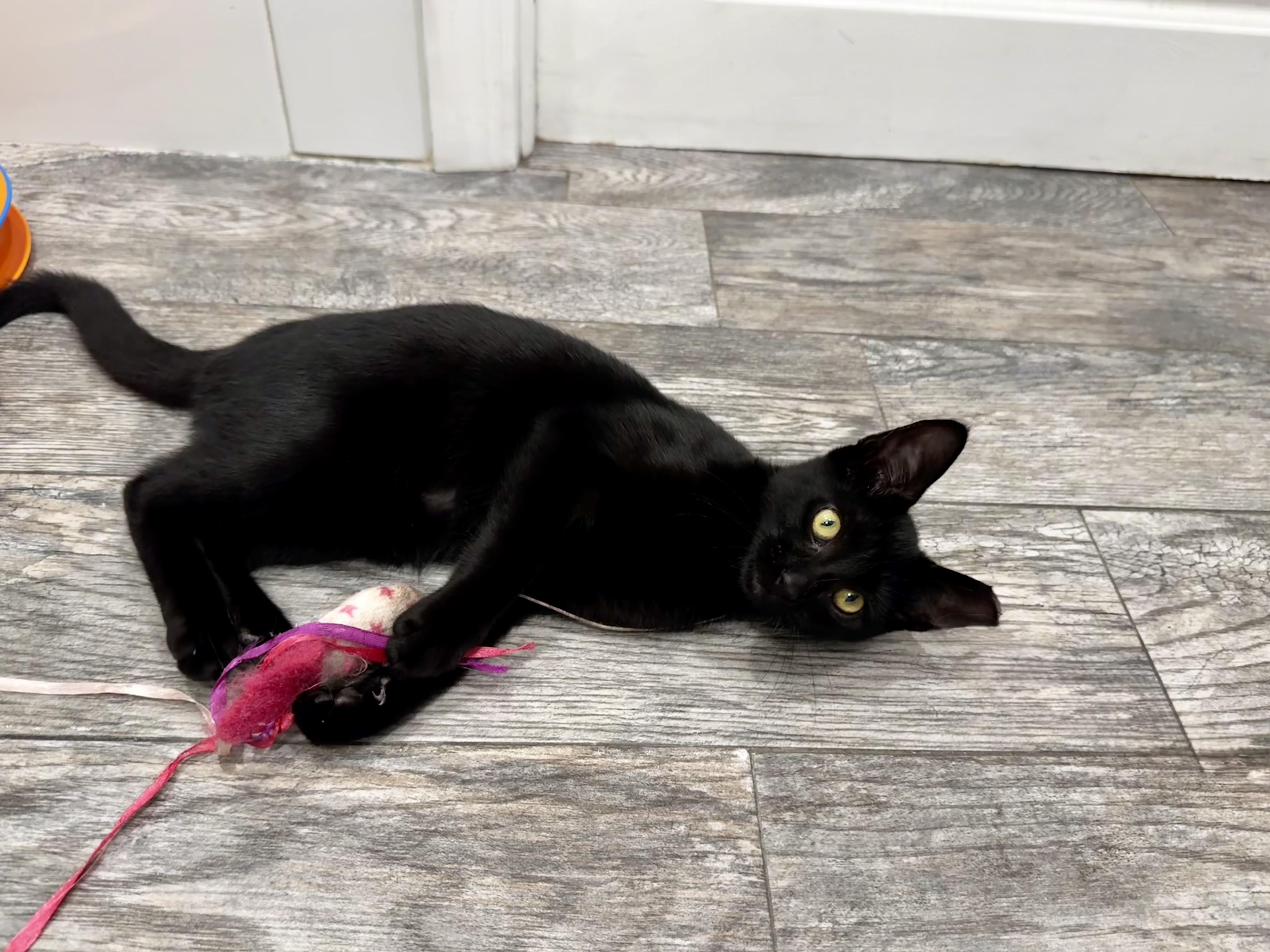 Ziggy, ADOPTABLE, Kitten Male Domestic Short Hair.