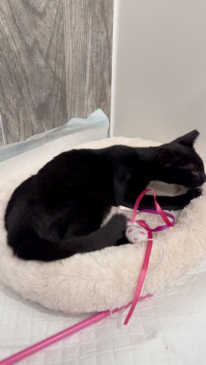 Enlarge Ziggy, a ADOPTABLE Domestic Short Hair in South Ozone Park, NY video 2/6