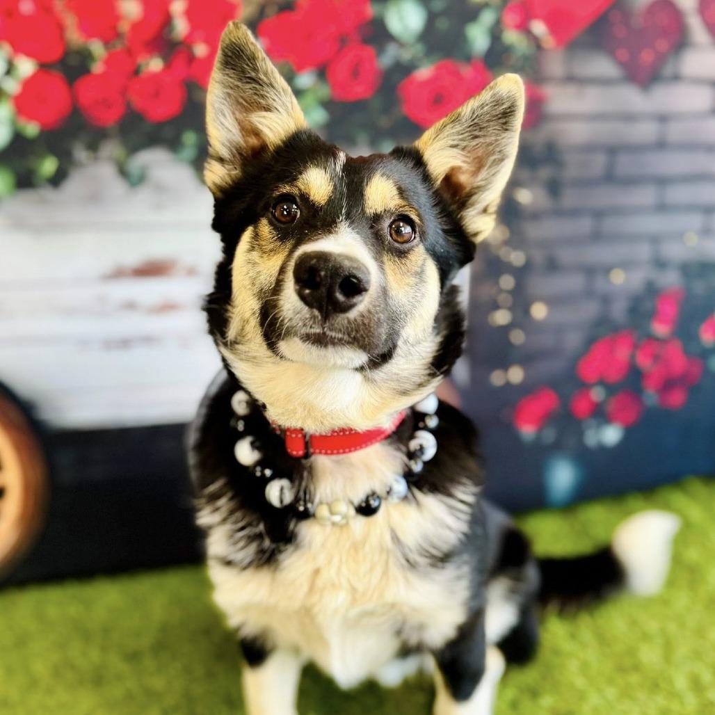 Kuura — thumbnail 3