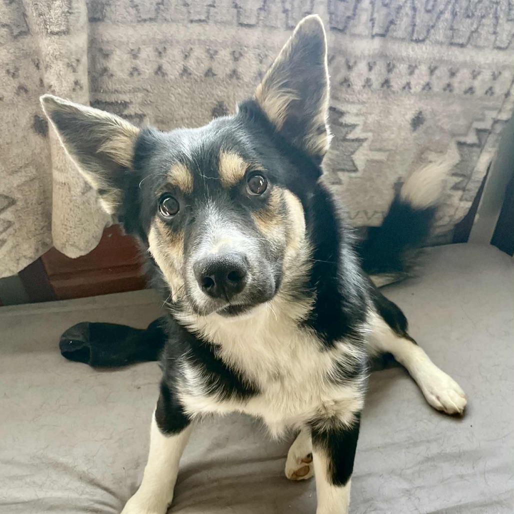 Kuura — thumbnail 5