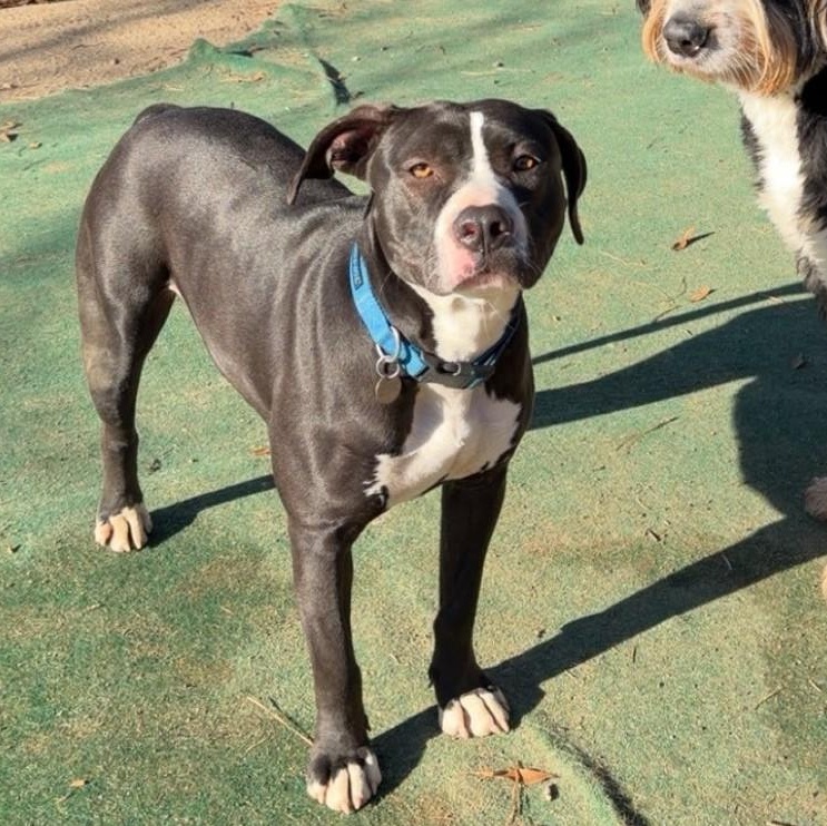 Phoebe, an adoptable mixed breed in Irmo, SC image 1/4