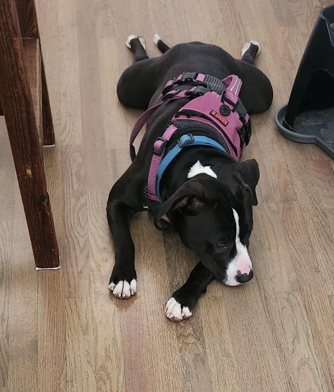 Enlarge Phoebe, an adoptable mixed breed in Irmo, SC image 2/4