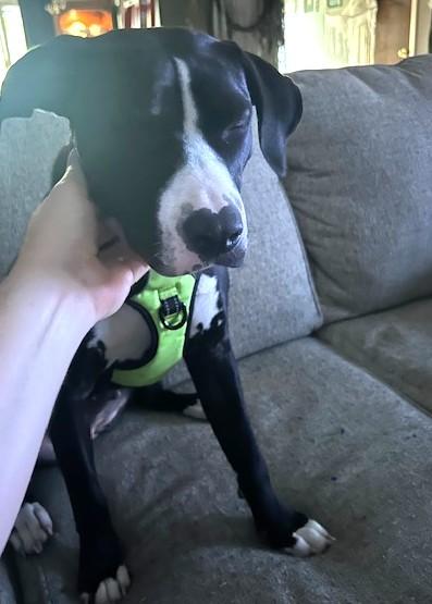 Phoebe, a Adoptable mixed breed in Irmo, SC image 2/3