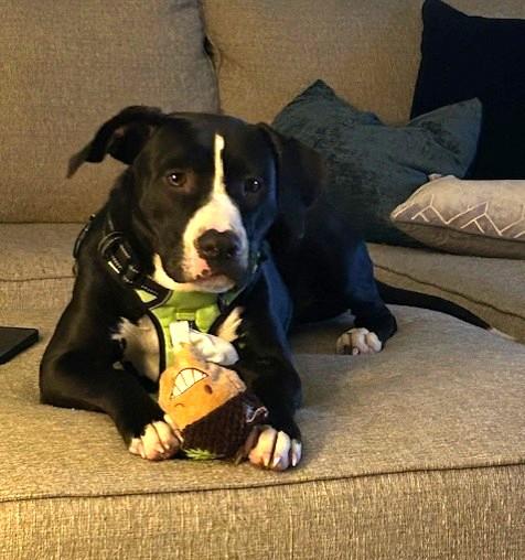 Phoebe, Adoptable, Young Female Black Labrador Retriever & Pit Bull Terrier.