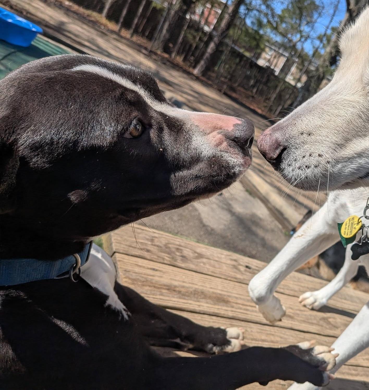 Phoebe, an adoptable mixed breed in Irmo, SC image 4/4