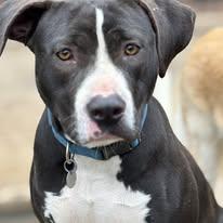 Enlarge Phoebe, an adoptable mixed breed in Irmo, SC image 1/4