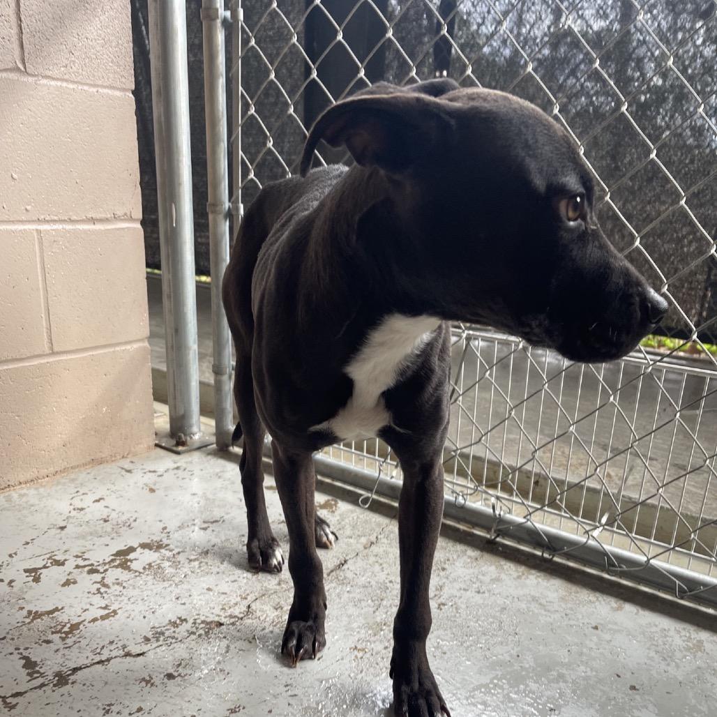Summi, Adoptable, Young Female Pit Bull Terrier & Mixed Breed.