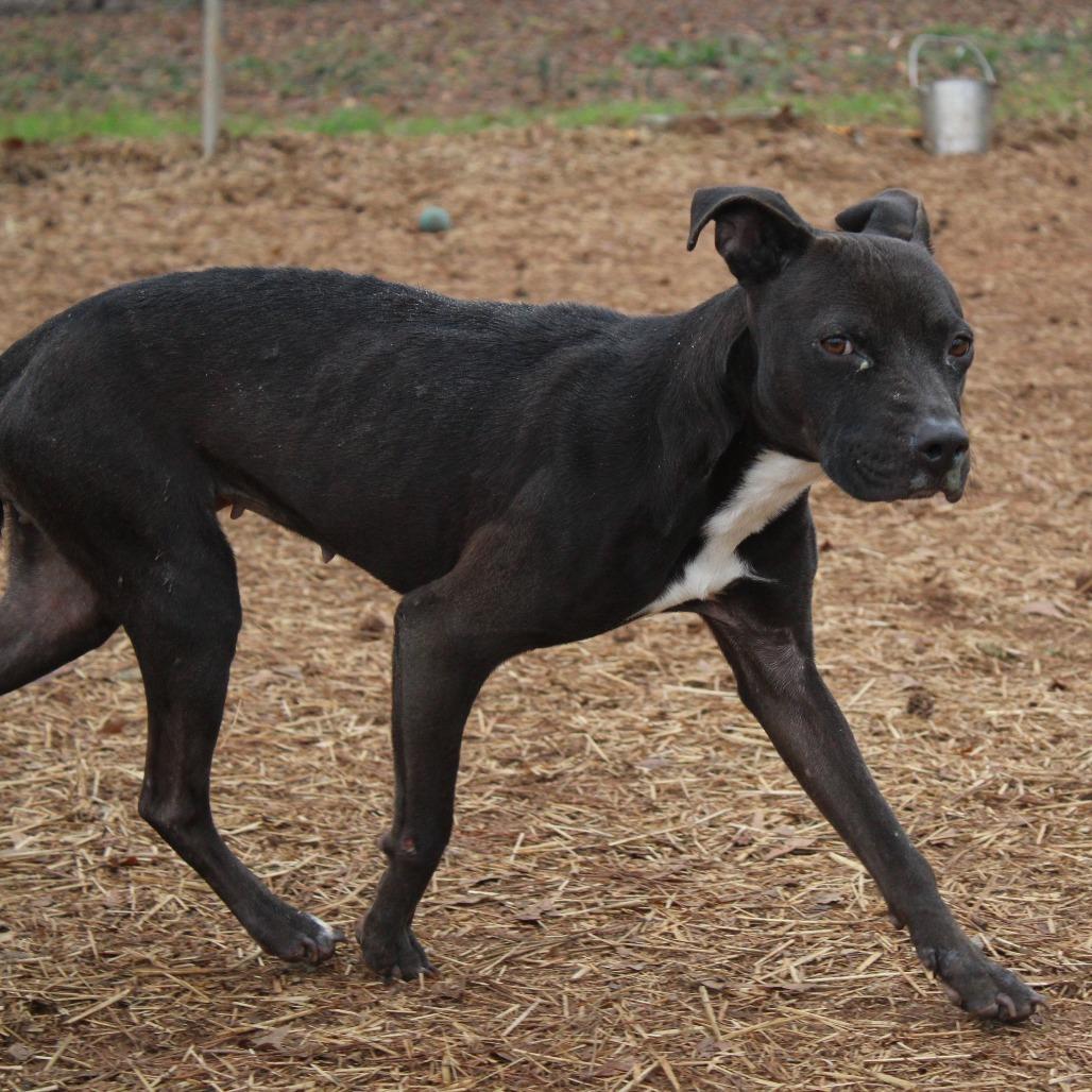 Enlarge Summi, a Adoptable mixed breed in Valley, AL image 2/6
