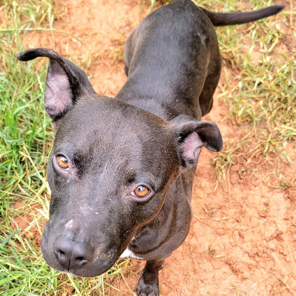 Summi, a Adoptable mixed breed in Valley, AL image 3/6