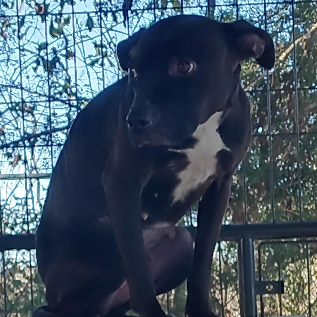 Enlarge Summi, a Adoptable mixed breed in Valley, AL image 3/6