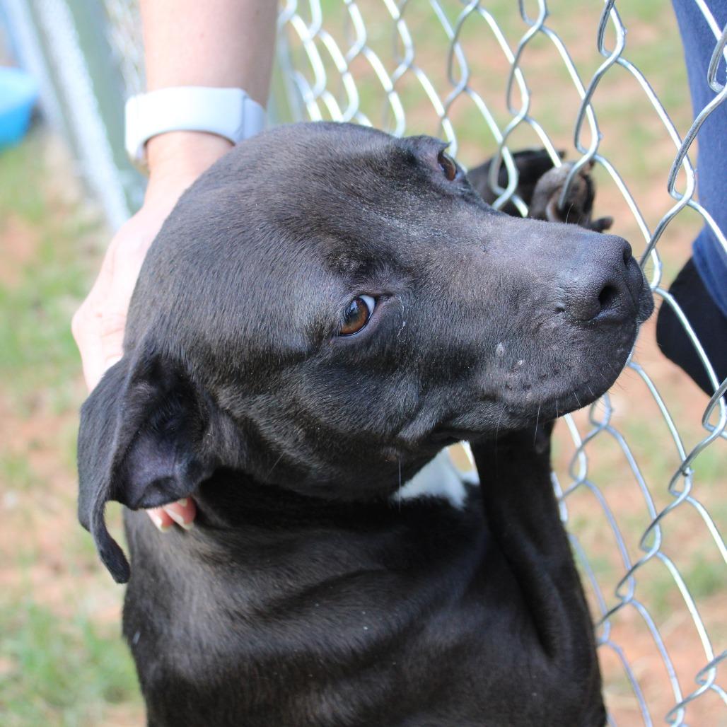 Enlarge Summi, a Adoptable mixed breed in Valley, AL image 4/6