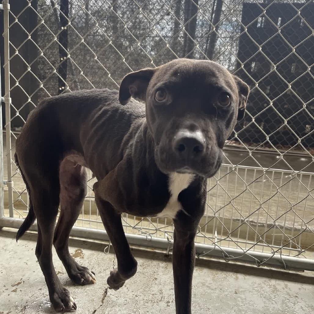 Enlarge Summi, a Adoptable mixed breed in Valley, AL image 5/6