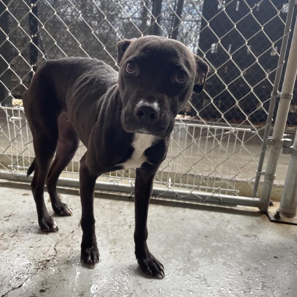 Enlarge Summi, a Adoptable mixed breed in Valley, AL image 6/6