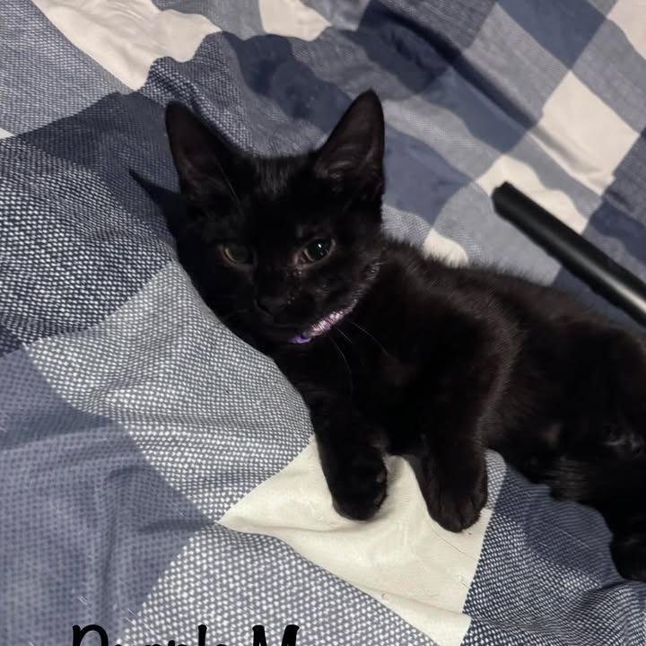 Enlarge Beau, a Adoptable Domestic Short Hair in Yorktown, IN image 1/1