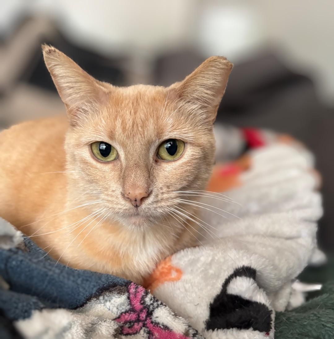 Druid, a Adoptable mixed breed in Pearland, TX image 3/6