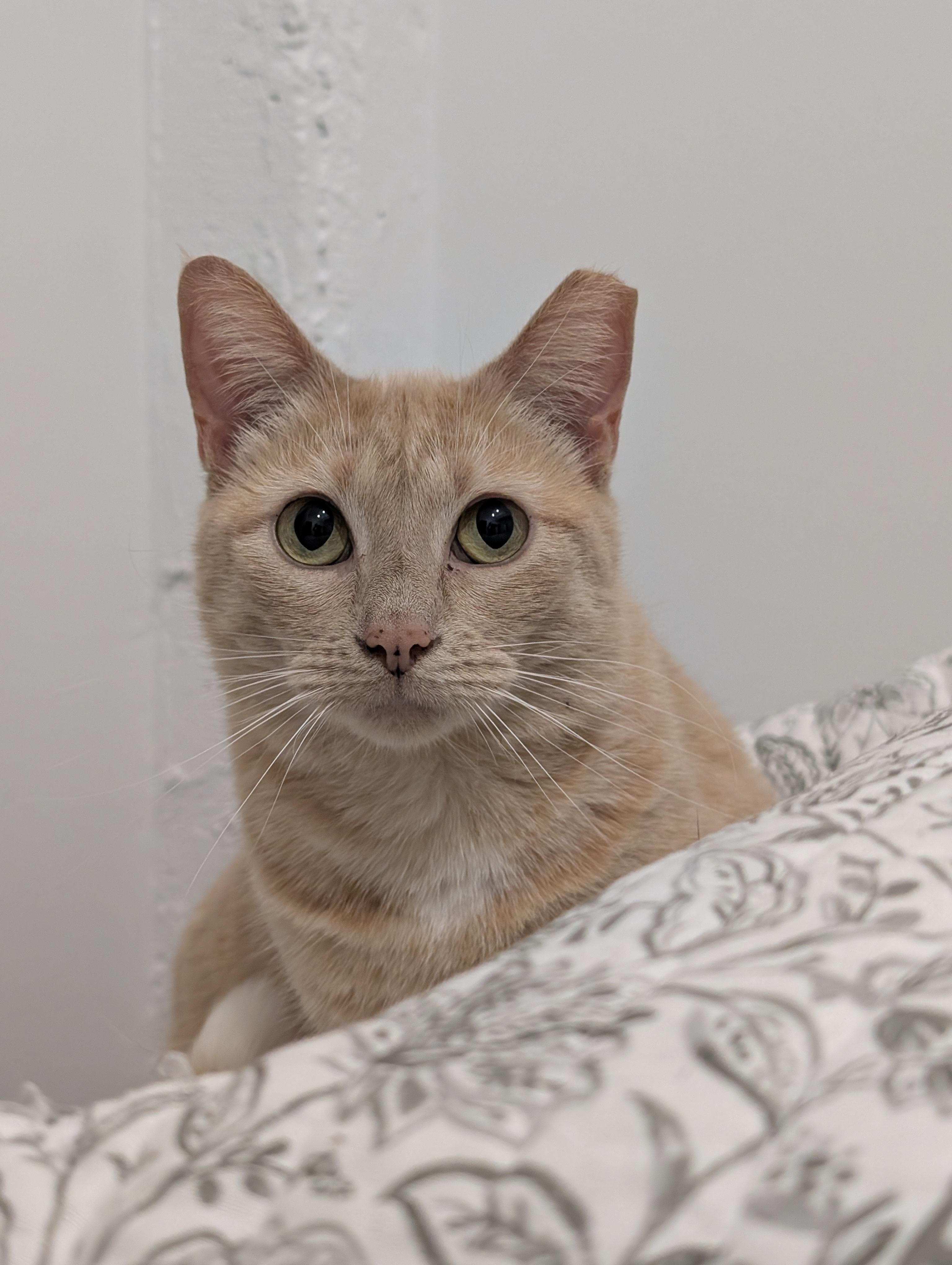 Druid, a Adoptable mixed breed in Pearland, TX image 1/6