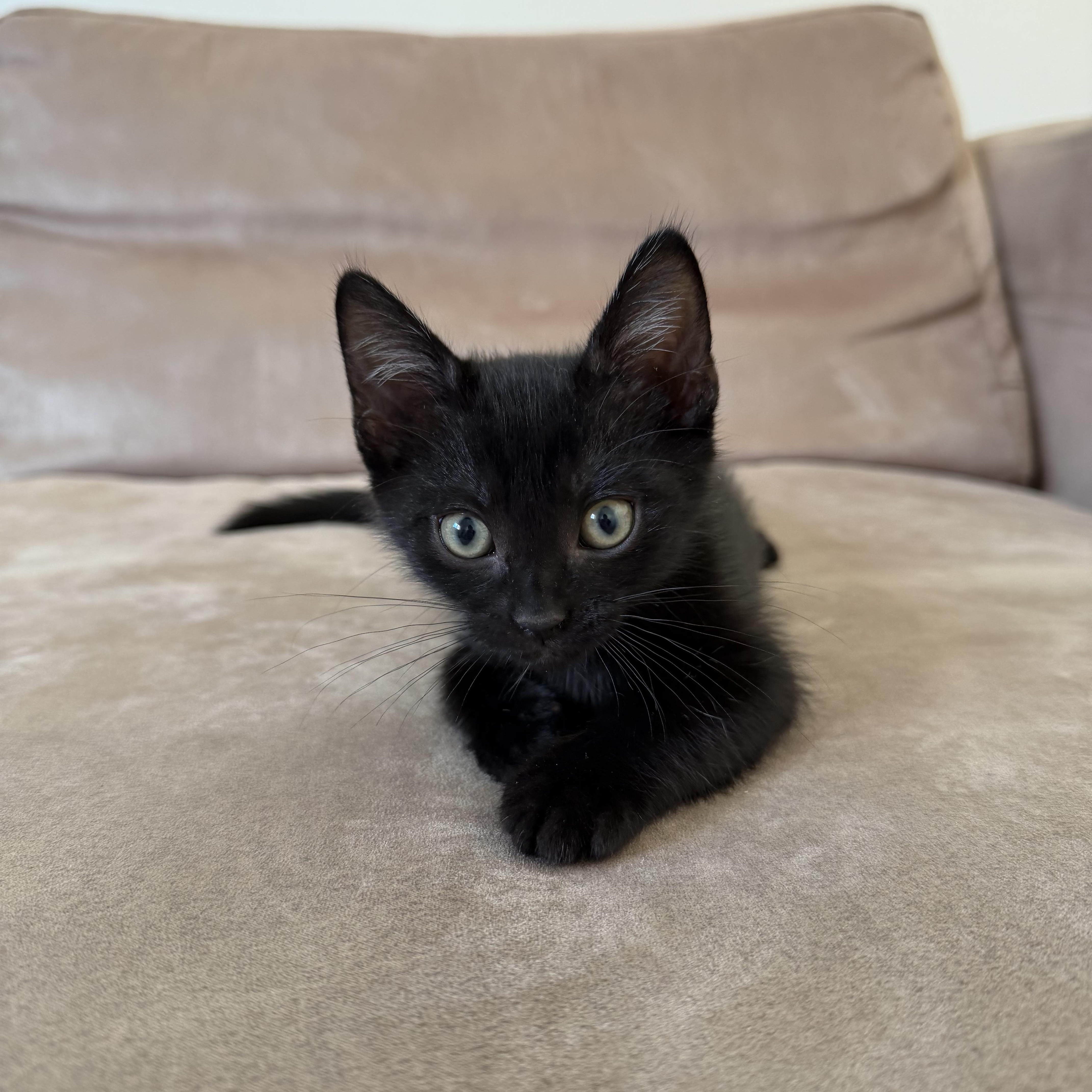 Enlarge Pinot Noir, a Adoptable Domestic Short Hair in Pacific Palisades, CA image 1/4
