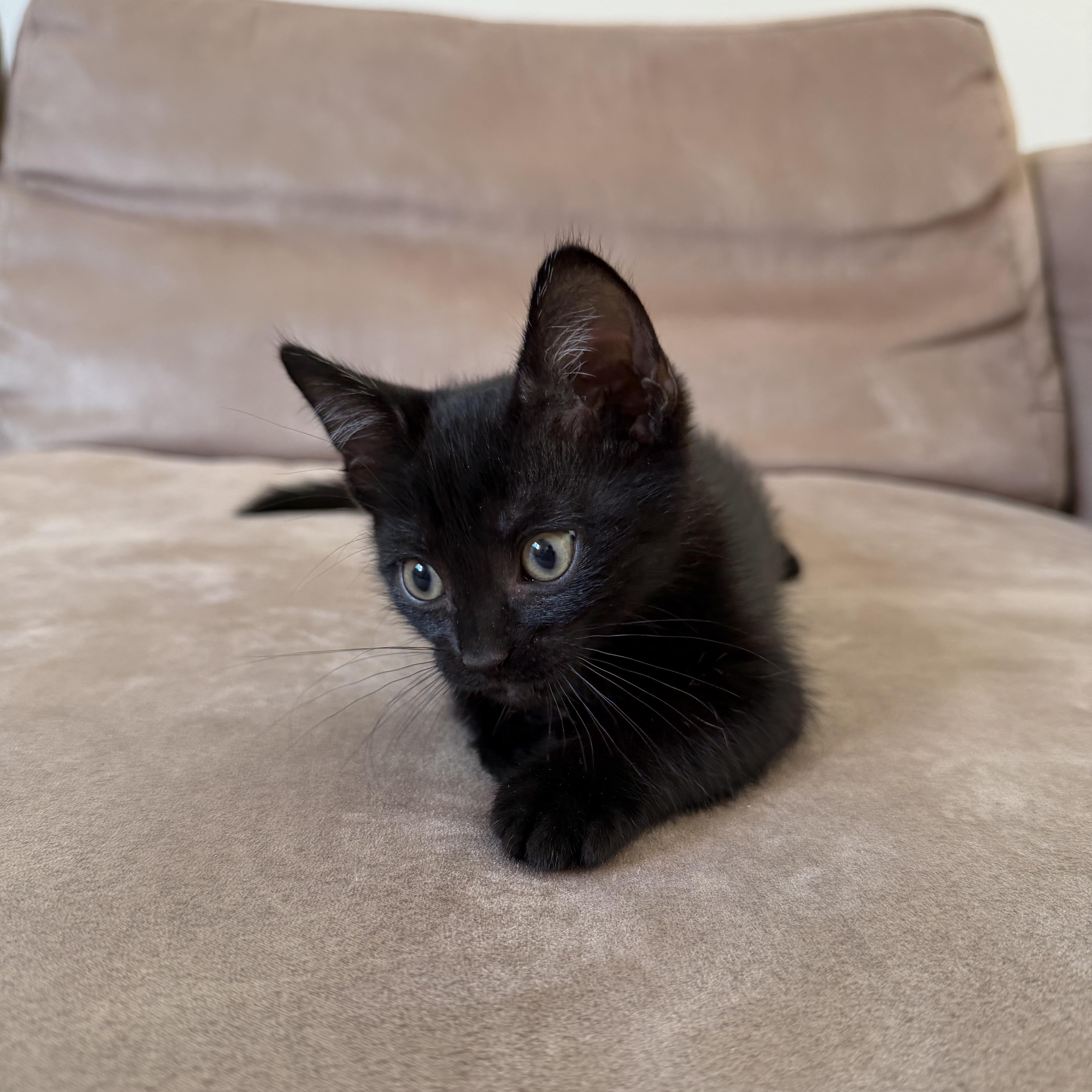 Enlarge Pinot Noir, a Adoptable Domestic Short Hair in Pacific Palisades, CA image 2/4