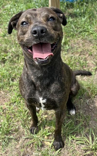 Enlarge PUMPKIN, a Adoptable mixed breed in Augusta, GA image 1/1