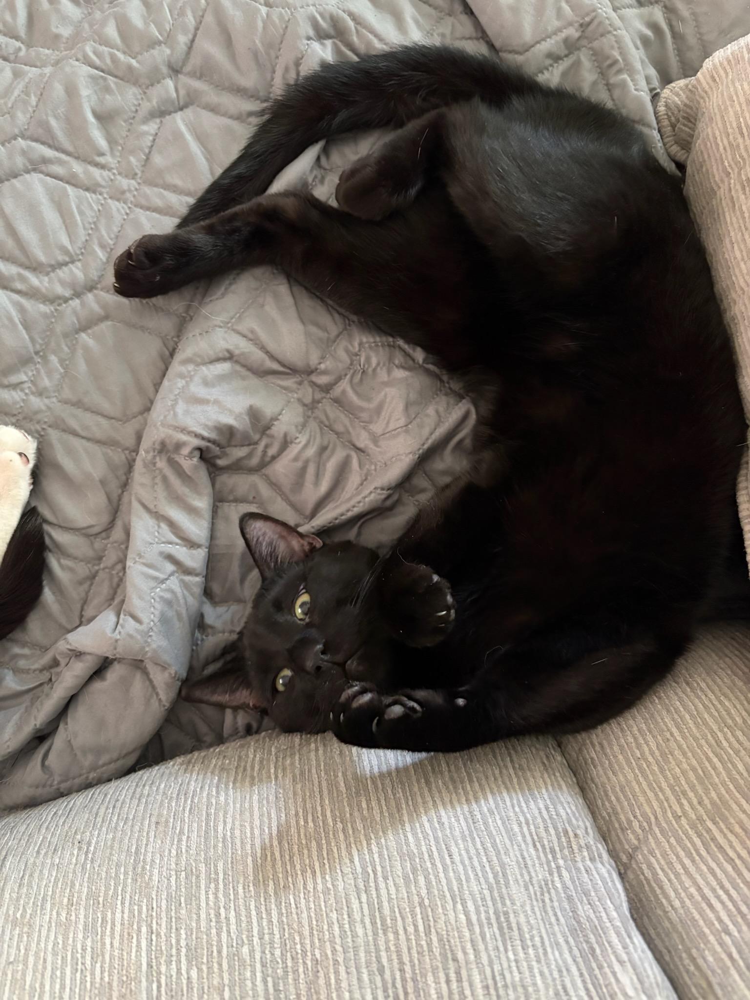 Enlarge Kenny, a Adoptable Domestic Short Hair in Huntley, IL image 2/2