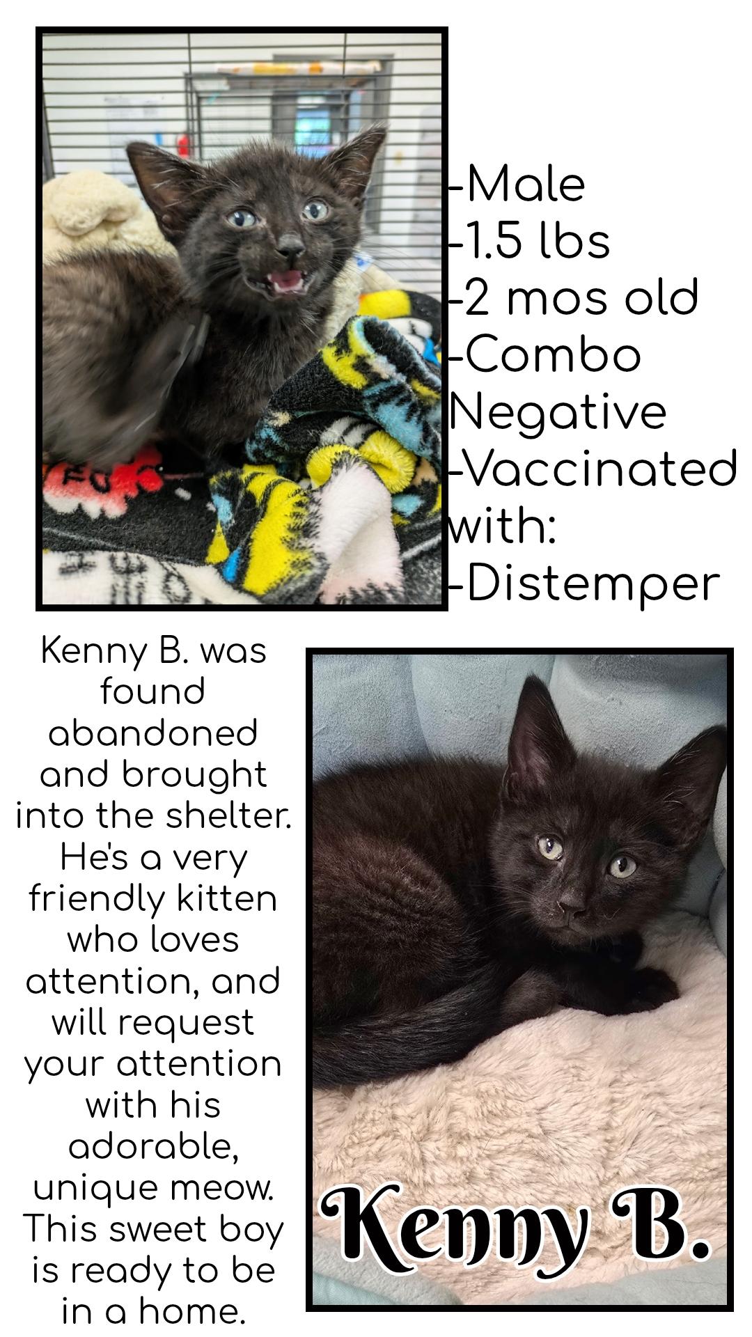 Kenny, Adoptable, Kitten Male Domestic Short Hair.