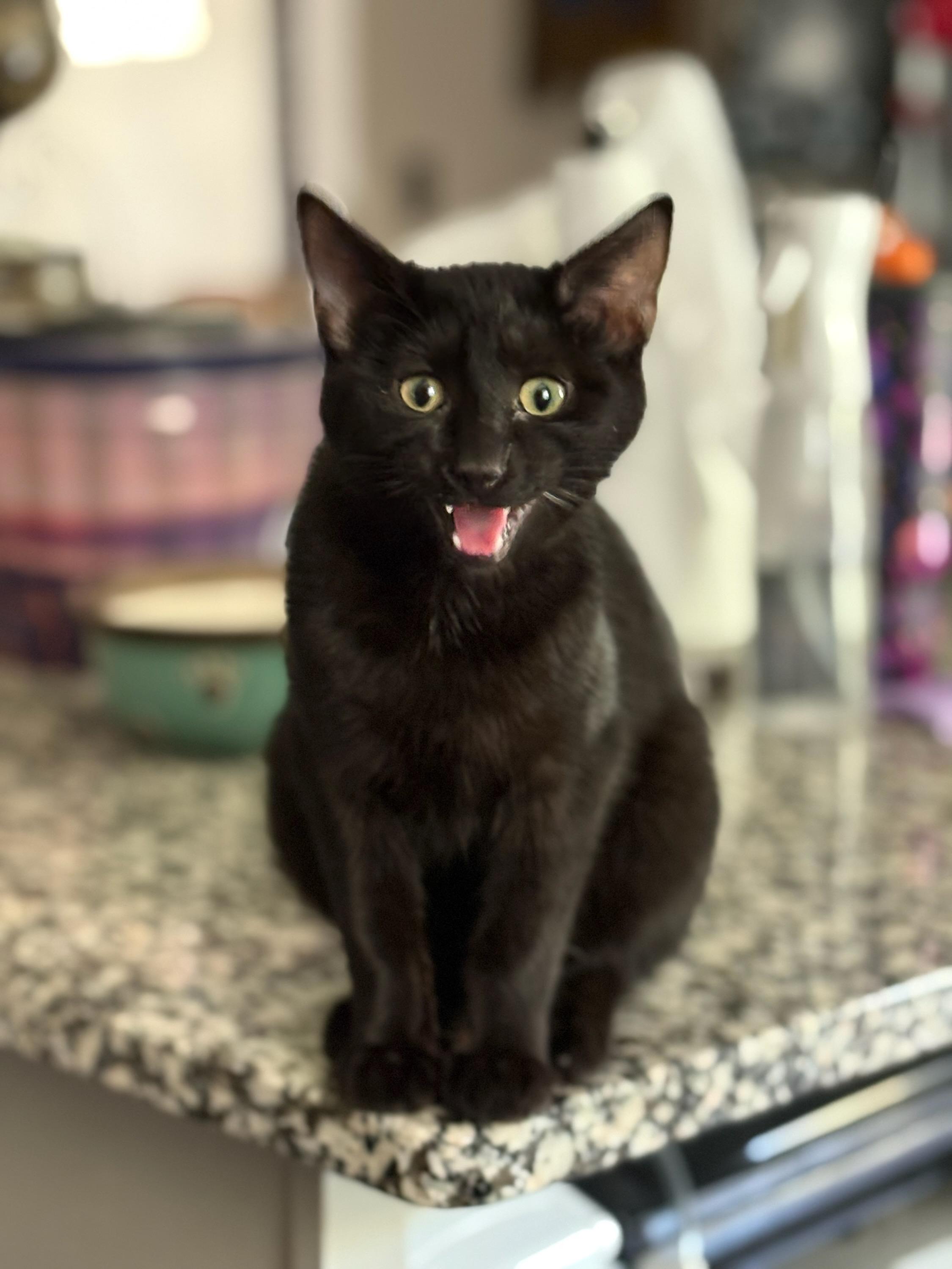 Kenny, Adoptable, Kitten Male Domestic Short Hair.