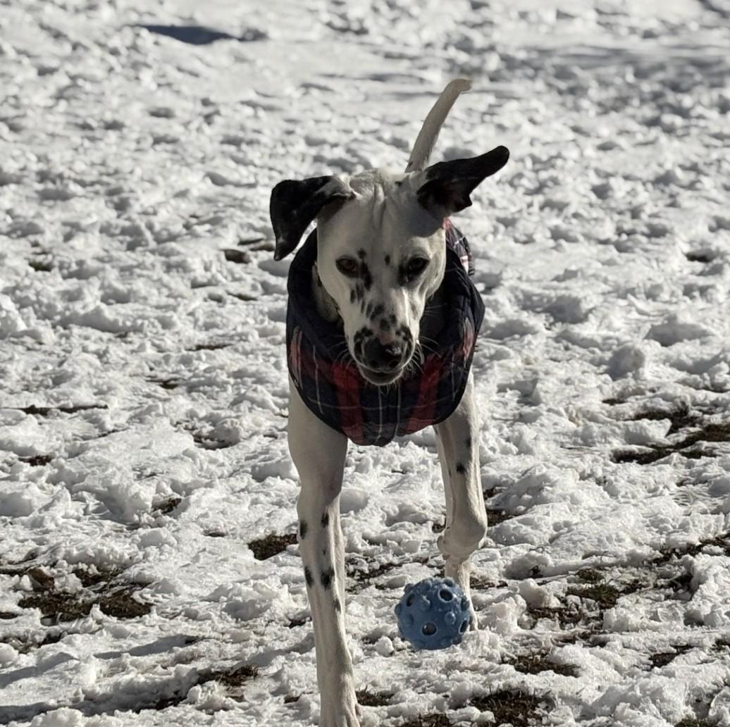 Enlarge Zero-Beverly, MA, a Adoptable Dalmatian in Beverly, MA image 4/6