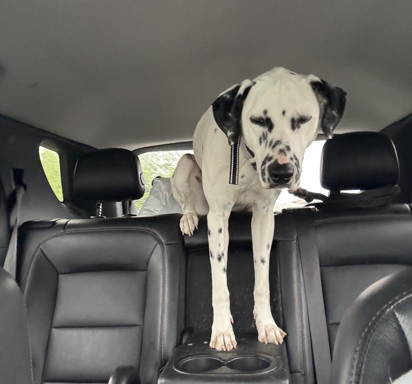 Enlarge Zero-Beverly, MA, a Adoptable Dalmatian in Beverly, MA image 5/6