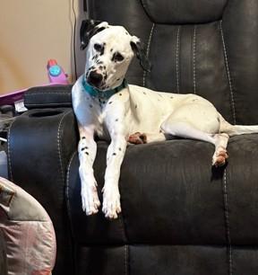 Enlarge Zero-Beverly, MA, a Adoptable Dalmatian in Beverly, MA image 2/6