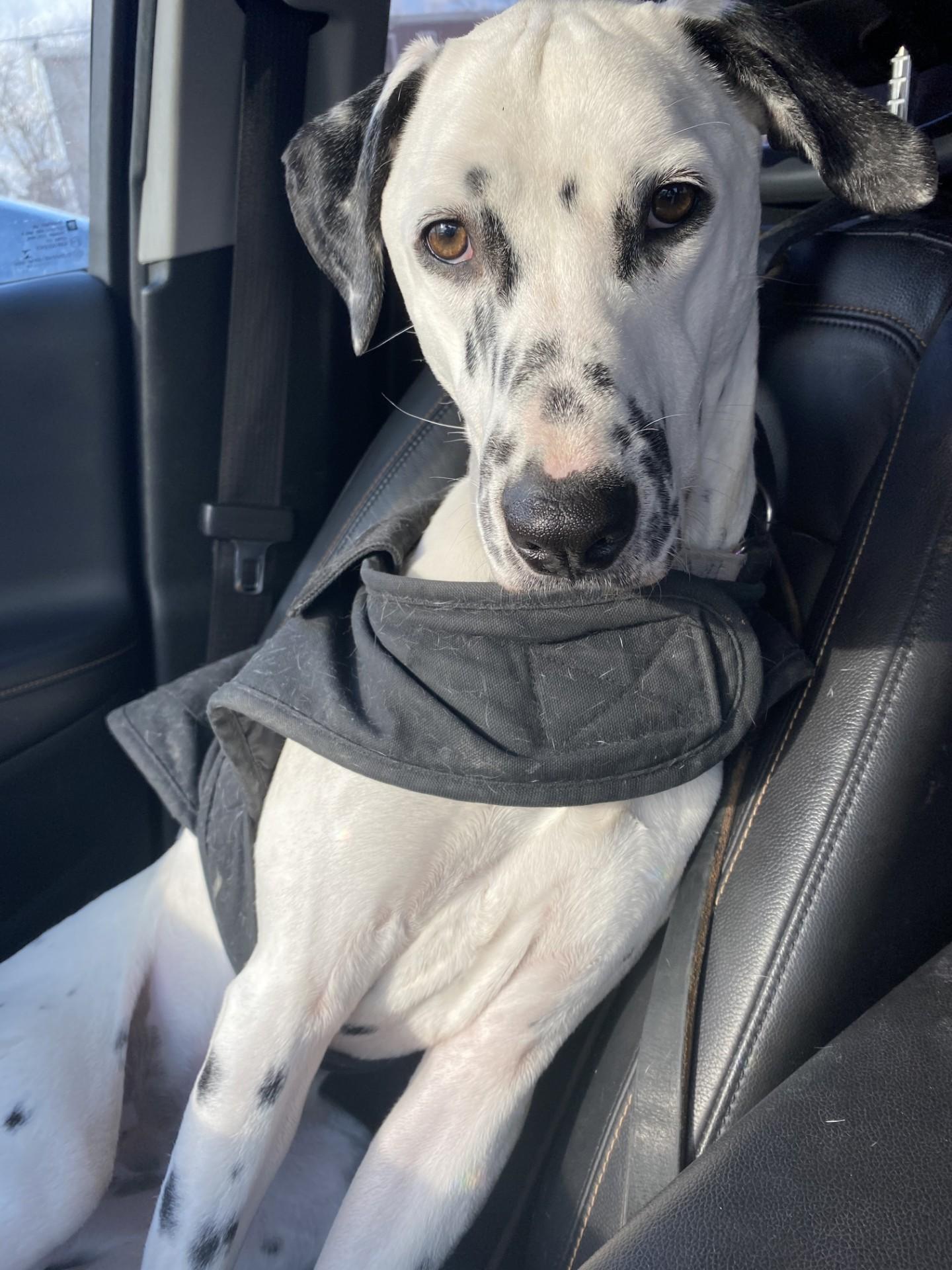 Enlarge Zero-Beverly, MA, a Adoptable Dalmatian in Beverly, MA image 3/6