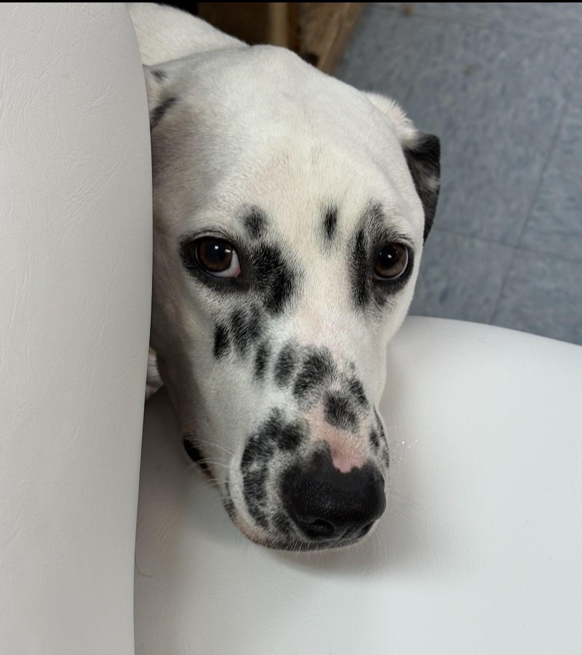 Zero-Beverly, MA, Adoptable, Young Male Dalmatian.