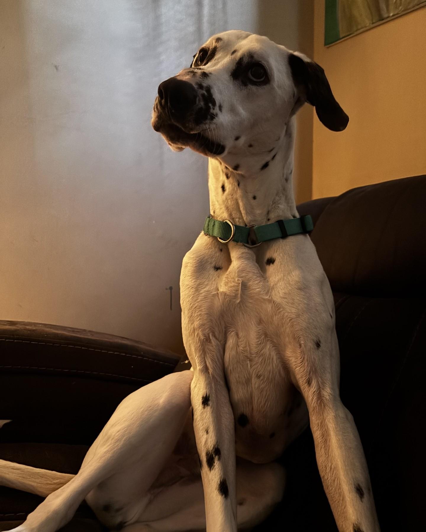 Enlarge Zero-Beverly, MA, a Adoptable Dalmatian in Beverly, MA image 6/6