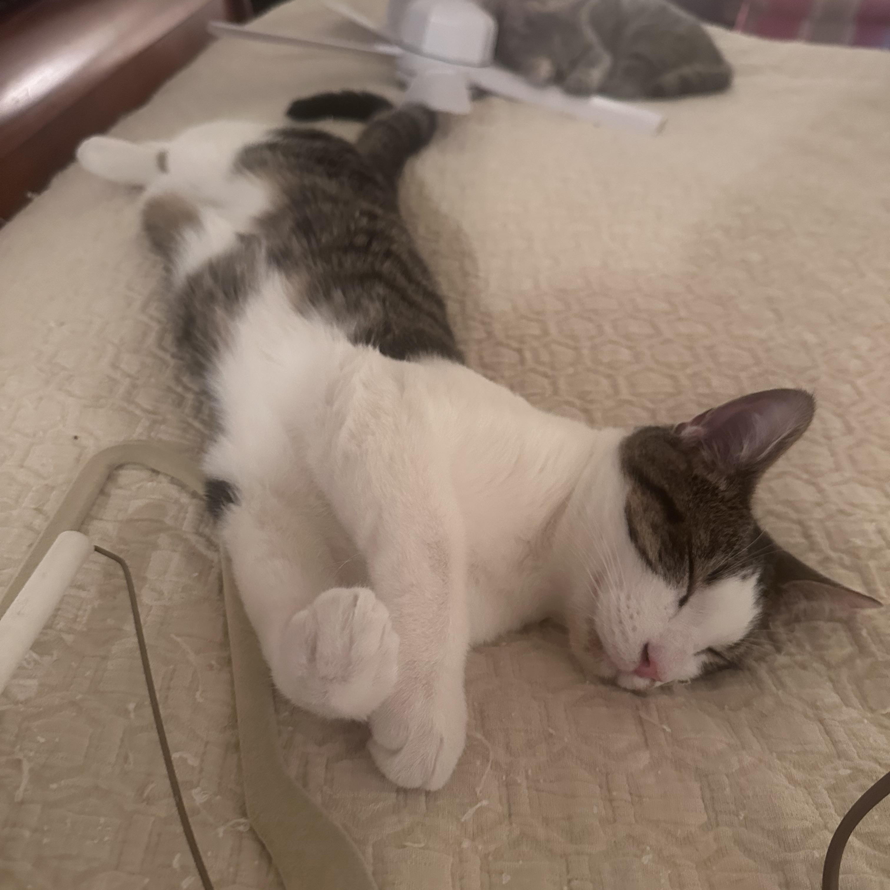 Enlarge Odie Bean, a ADOPTABLE Domestic Short Hair in Atlanta, GA image 4/5