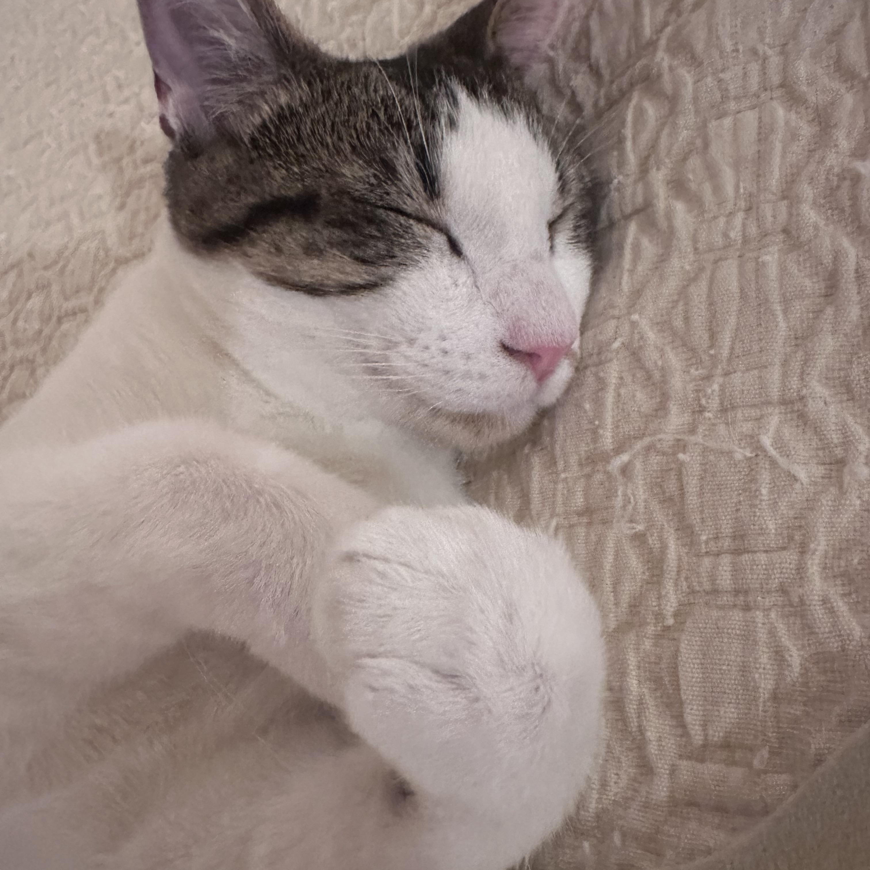 Enlarge Odie Bean, a ADOPTABLE Domestic Short Hair in Atlanta, GA image 2/5