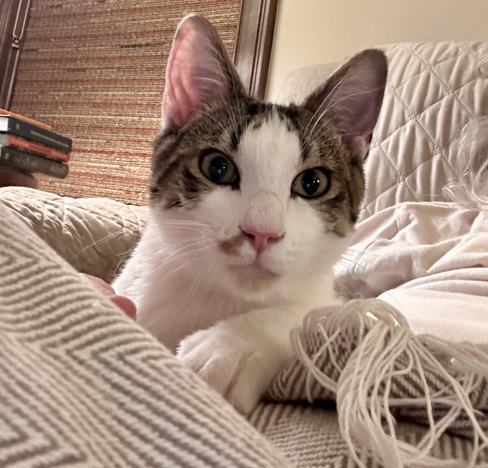 Enlarge Odie Bean, a ADOPTABLE Domestic Short Hair in Atlanta, GA image 5/5